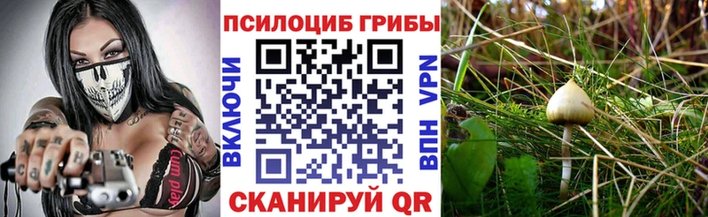 Псилоцибиновые грибы мицелий  Купить  Ртищево 
